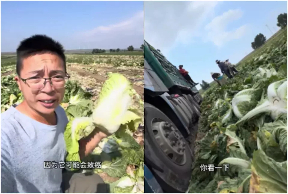 中国再现“甲醛白菜”,百万网友震惊镜新闻 | 信鸽中文
